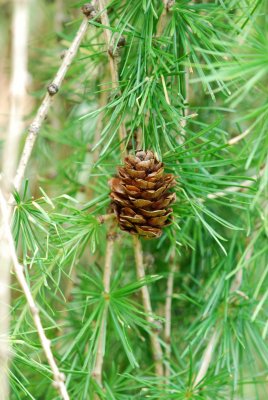 Larix decidua 'Pendula' - modřín opadavý - šiška
